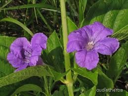 Ruellia strepens flower1.jpg